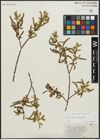 Foto von Salix alba L. x Salix fragilis L.